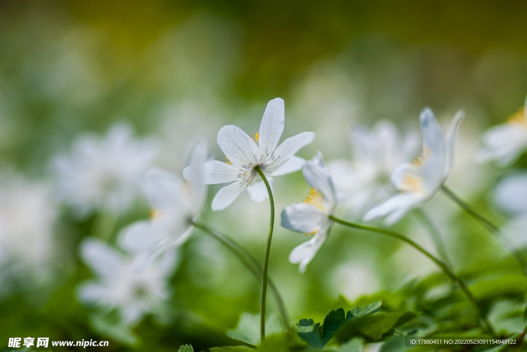 鹅掌草花