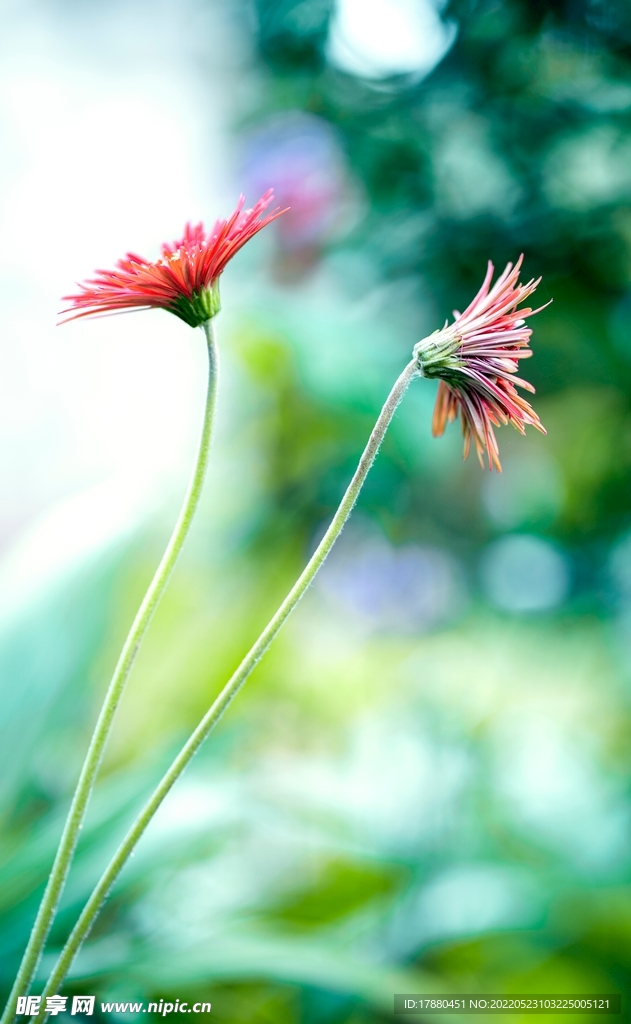 非洲菊