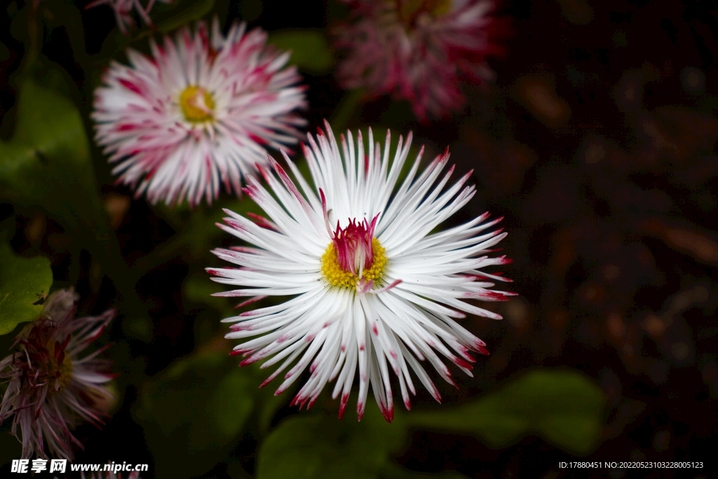 蜡菊