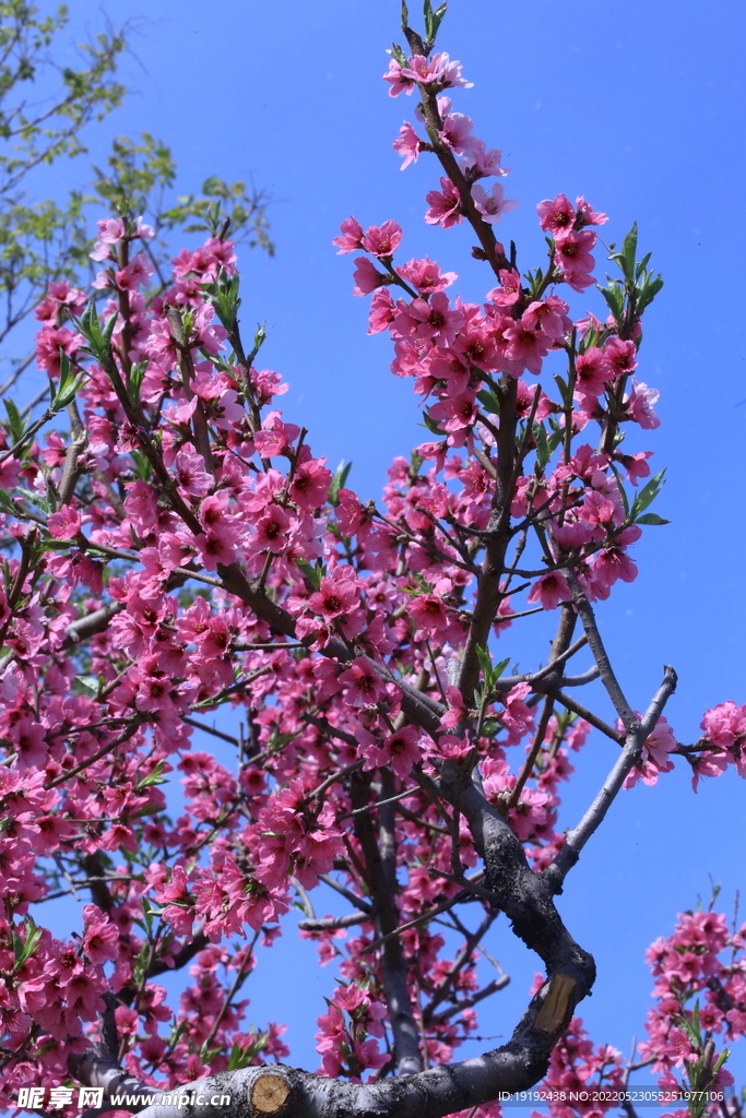桃花