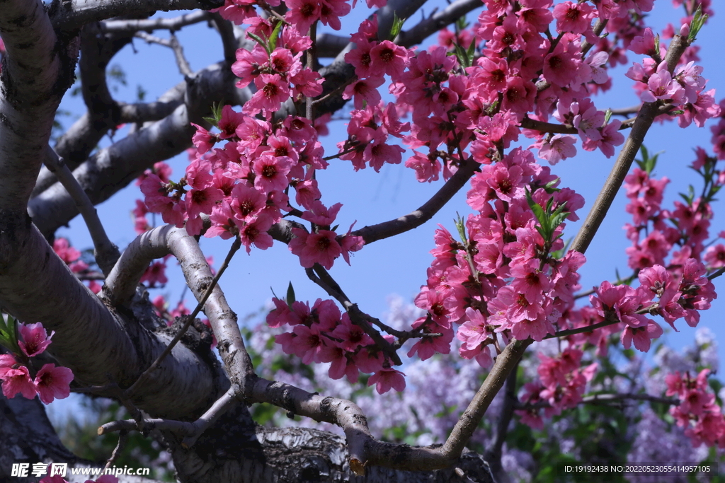 桃花