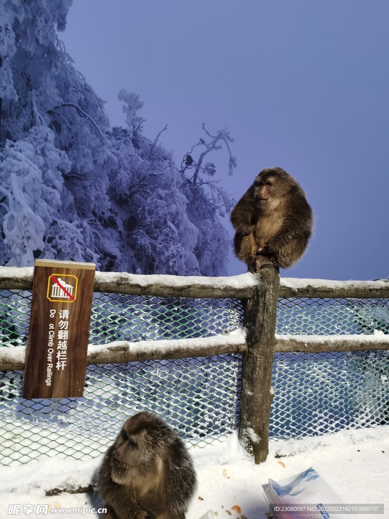 峨眉雪猴