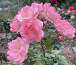 花园里的粉色月季玫瑰