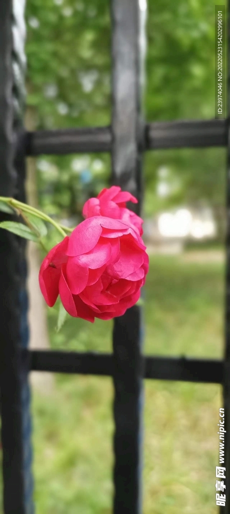 花草