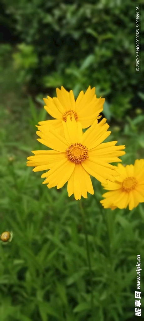 花草