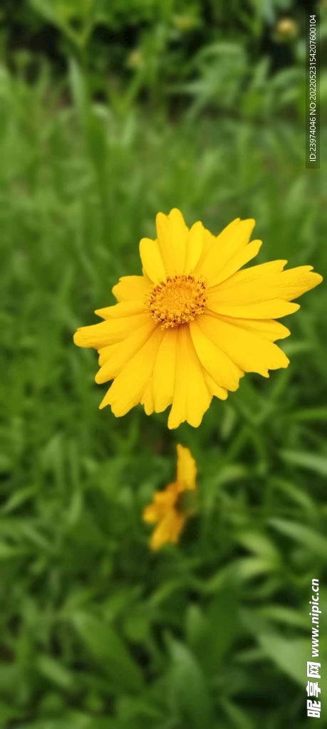 黄野菊花 花草