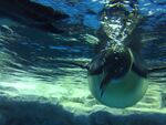 企鹅游泳