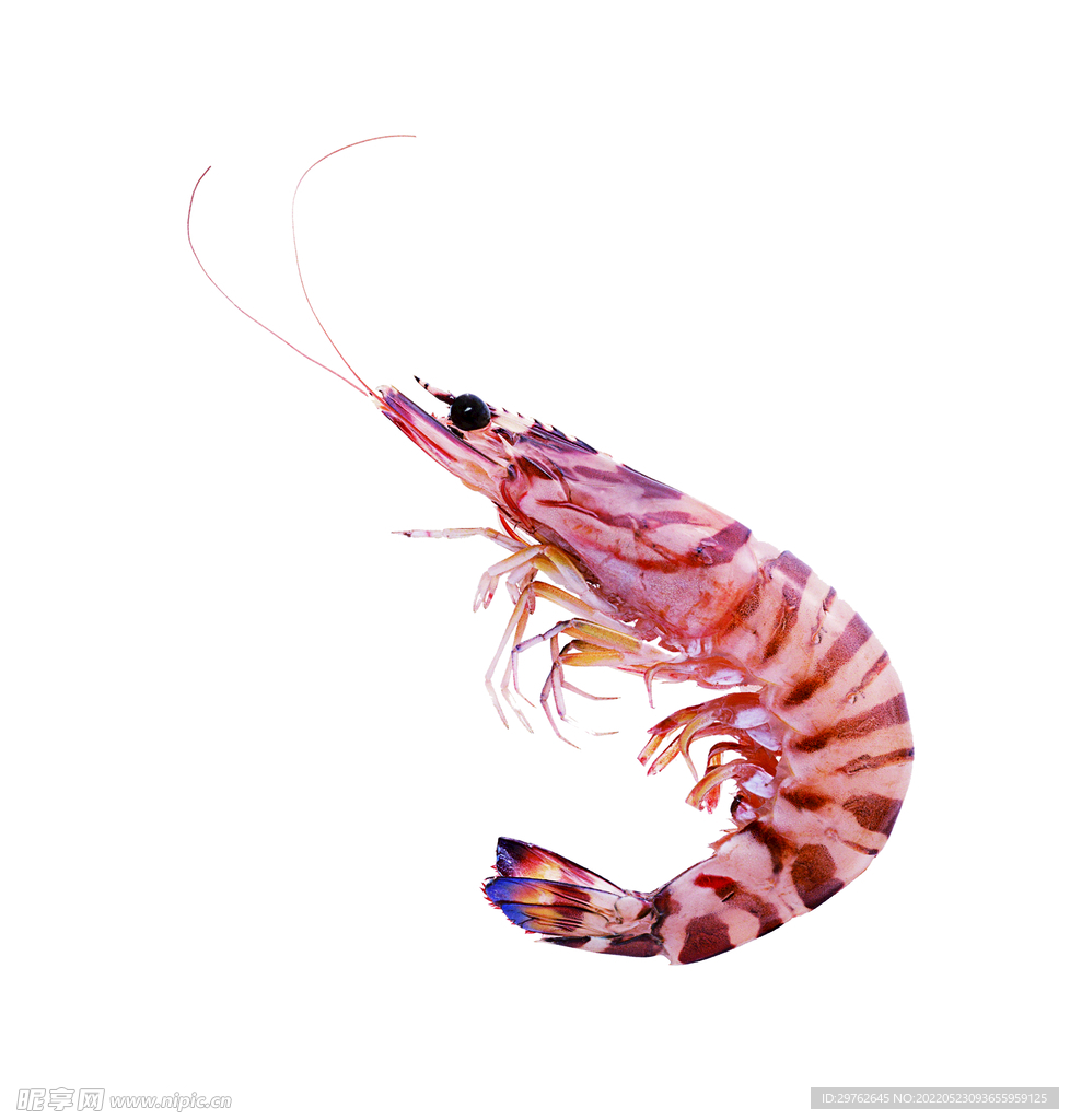 明虾