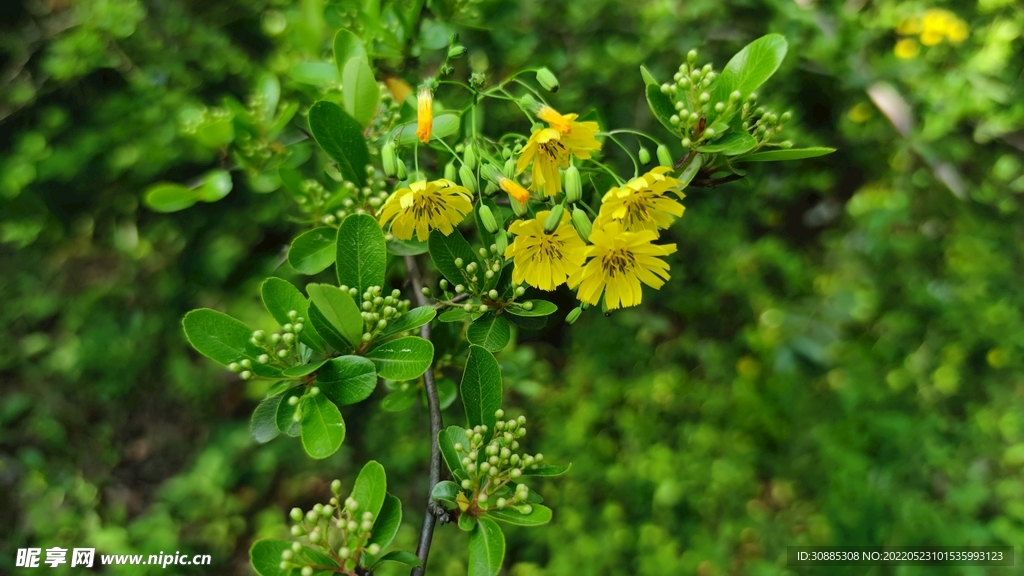 小野花