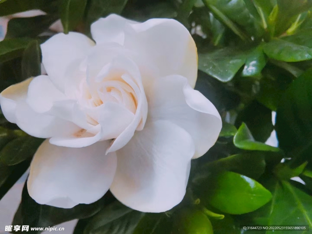 栀子花