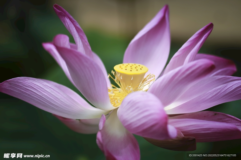 莲花 