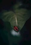 昆虫