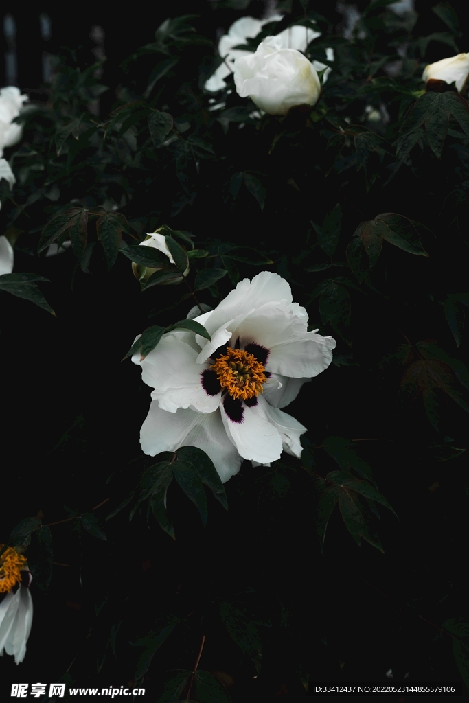 花