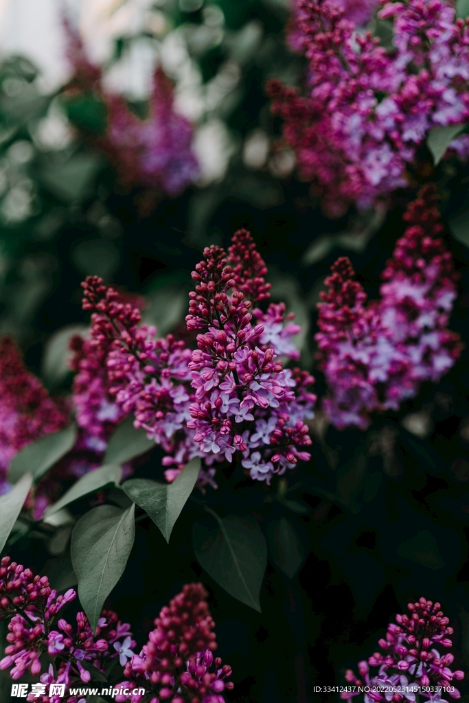 花