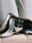 猫咪