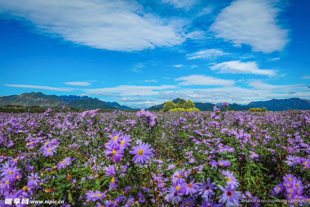 北京昌平九孔桥花海