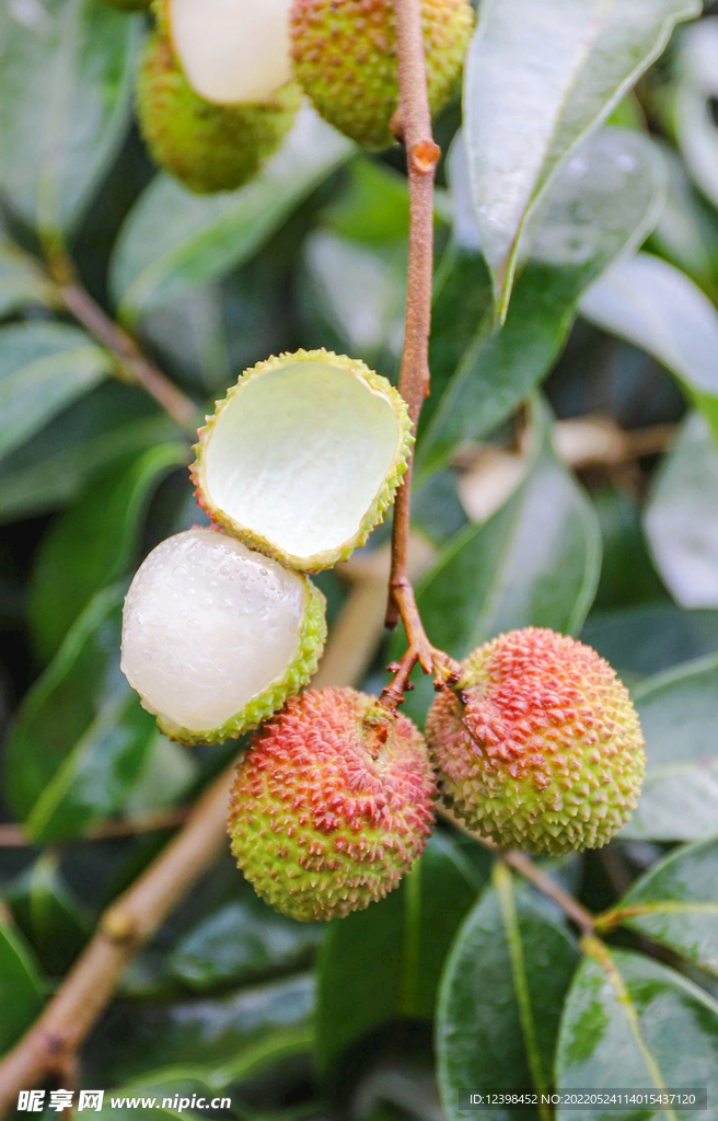 荔枝