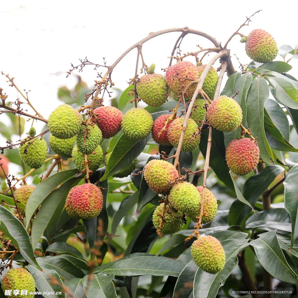 荔枝