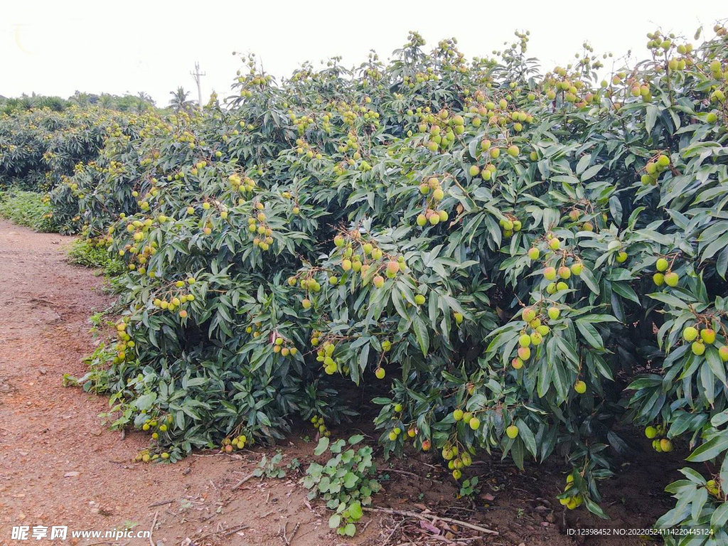 荔枝