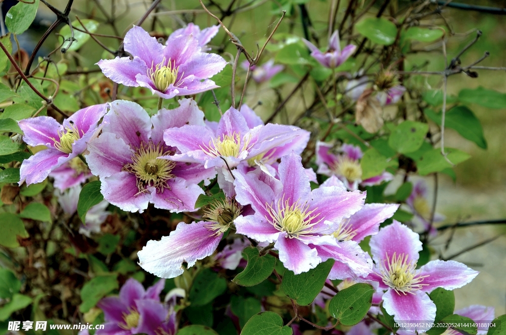 铁线莲鲜花