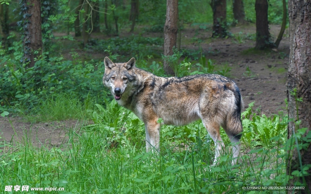 野狼