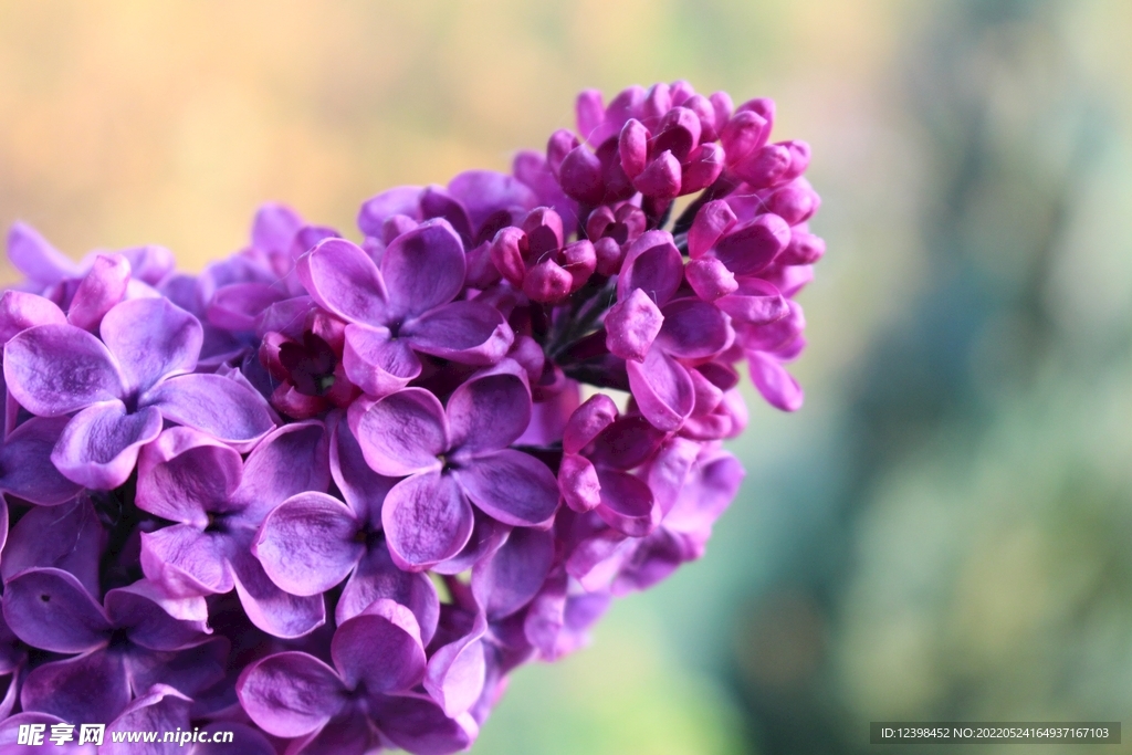 美丽的丁香花