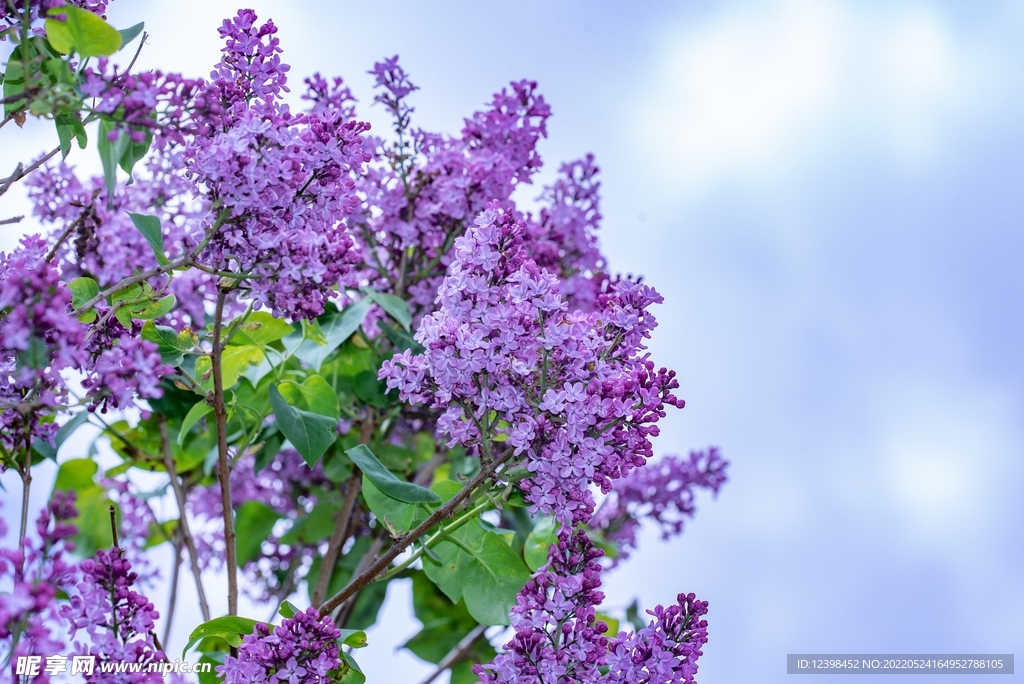 美丽的丁香花