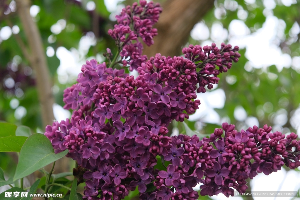 美丽的丁香花