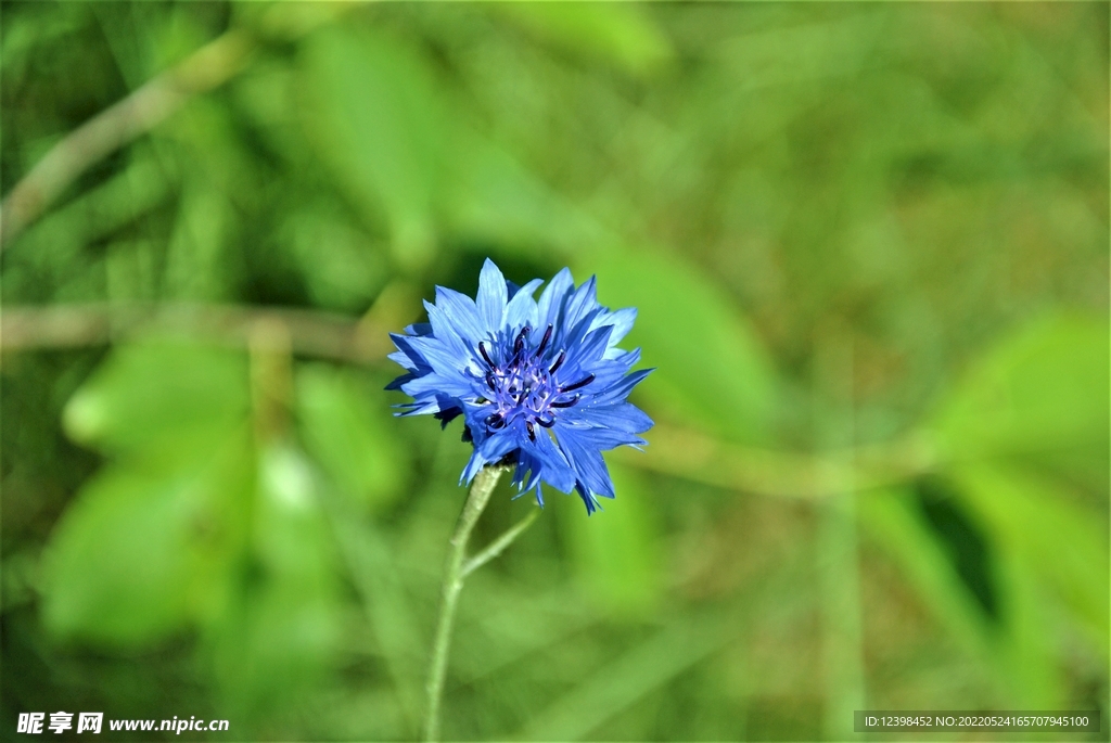 矢车菊鲜花