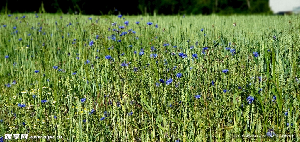 矢车菊鲜花