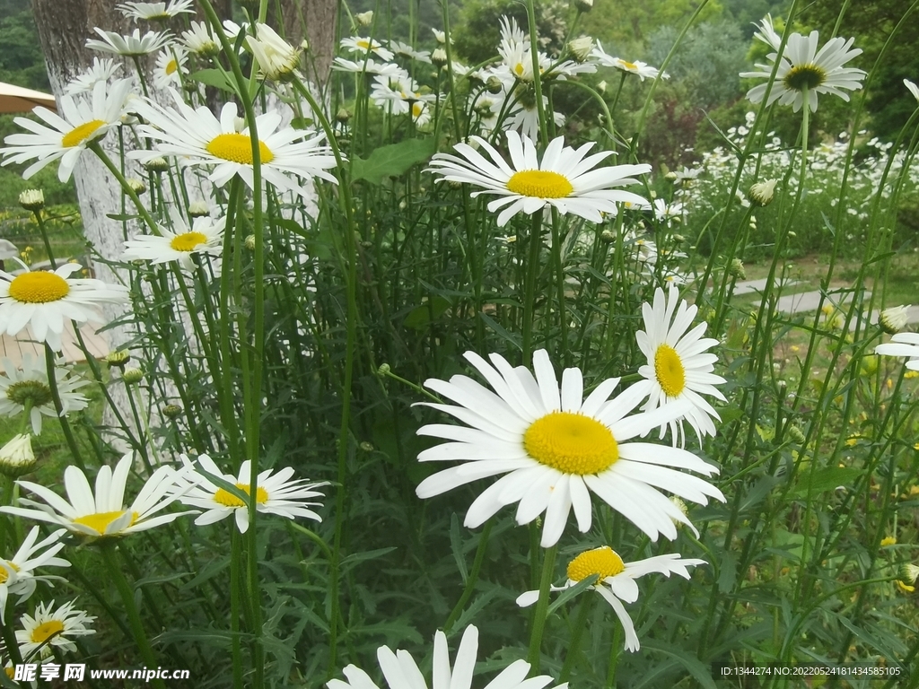 大滨菊花