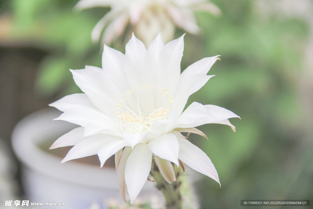 白色仙人球花