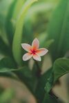 红花蕊木
