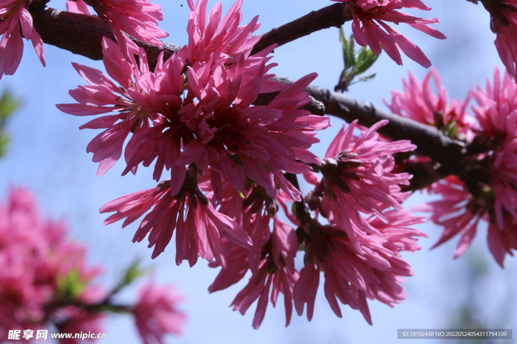 菊花桃 