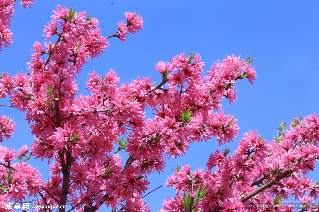 菊花桃 