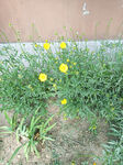 黄花