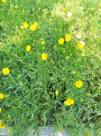 油菜花
