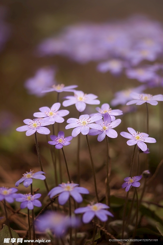 盛开花朵