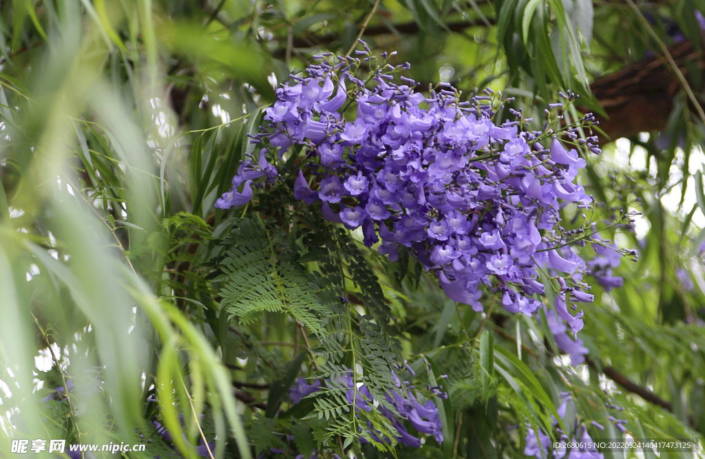 昆明 蓝花楹