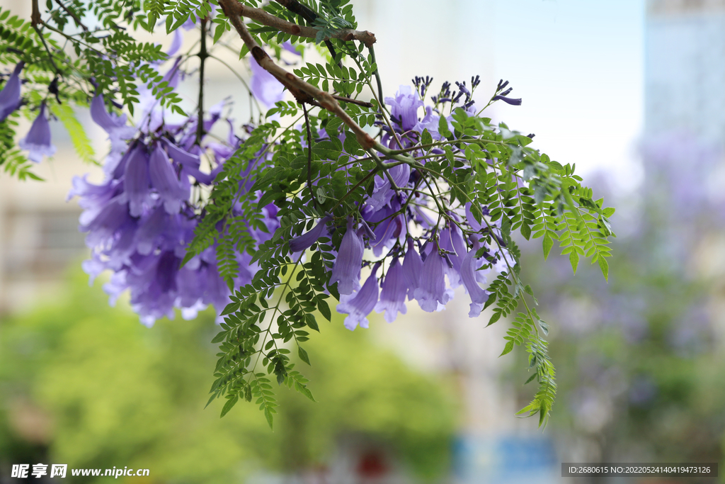 昆明 蓝花楹