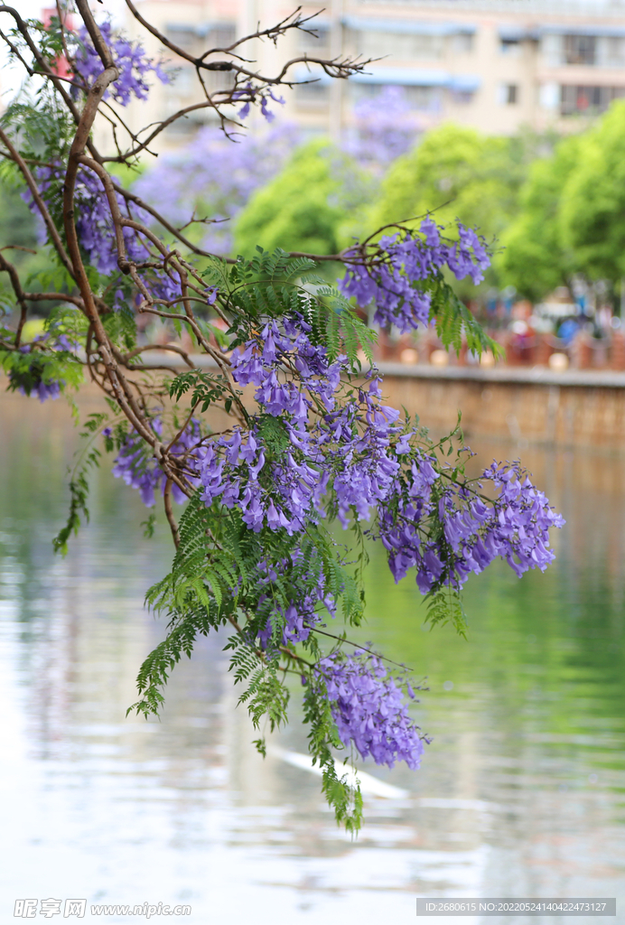 蓝花楹