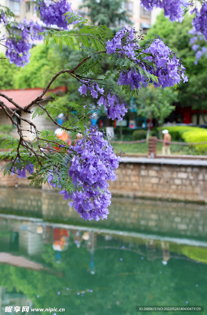 昆明蓝花楹