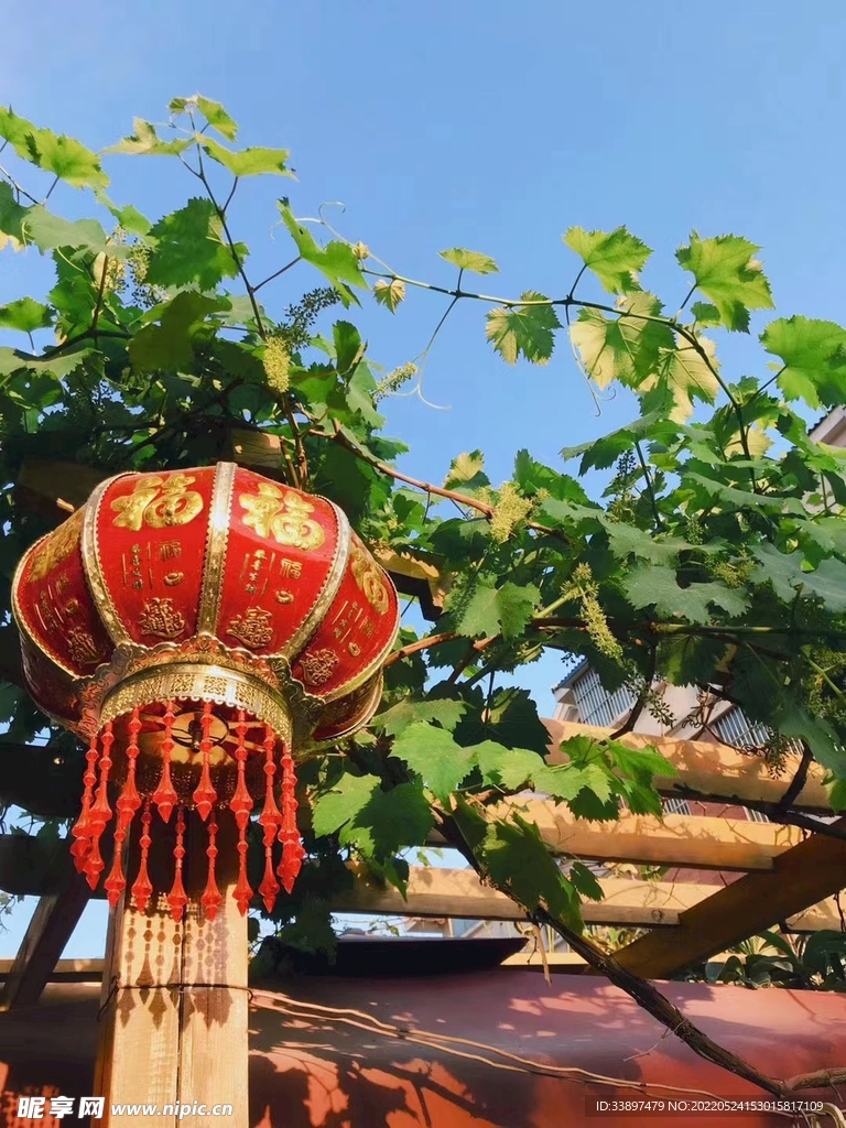 葡萄架