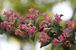 锦带花