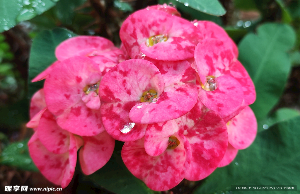 虎刺梅花