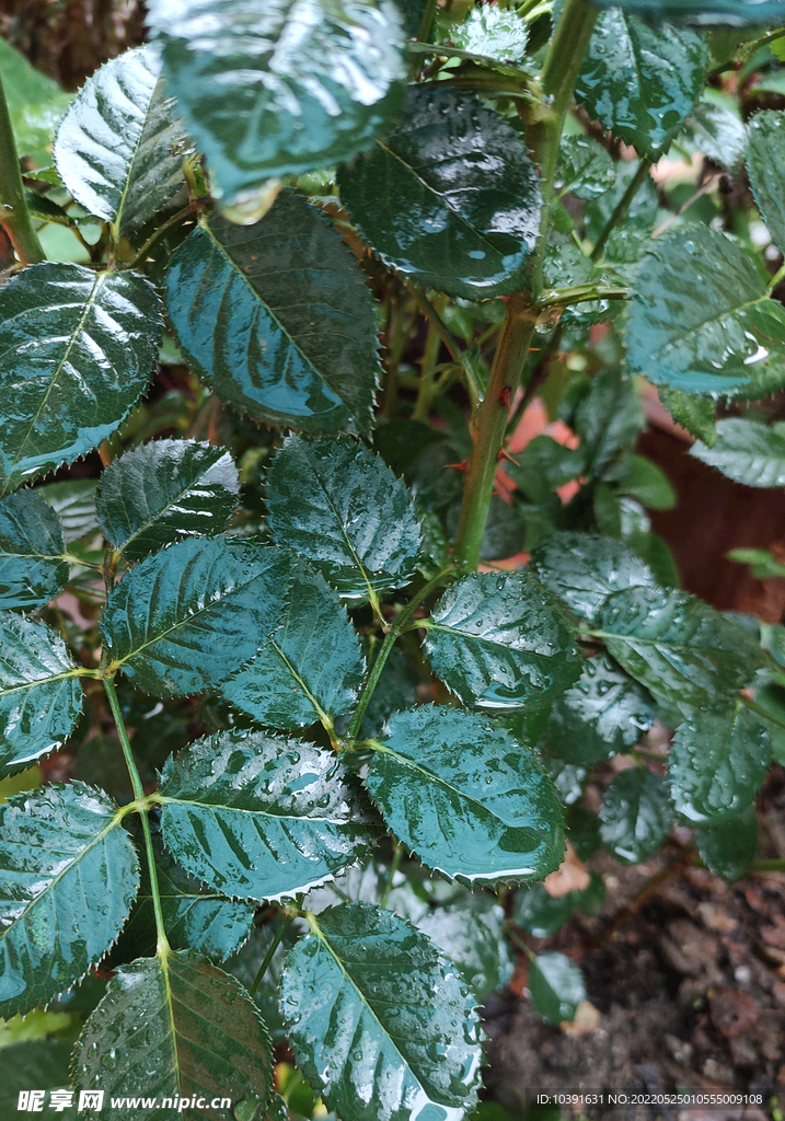 绿叶 下雨