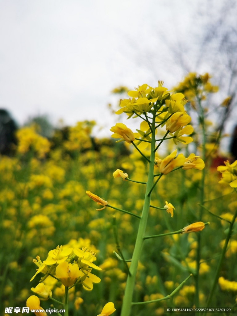 油菜花