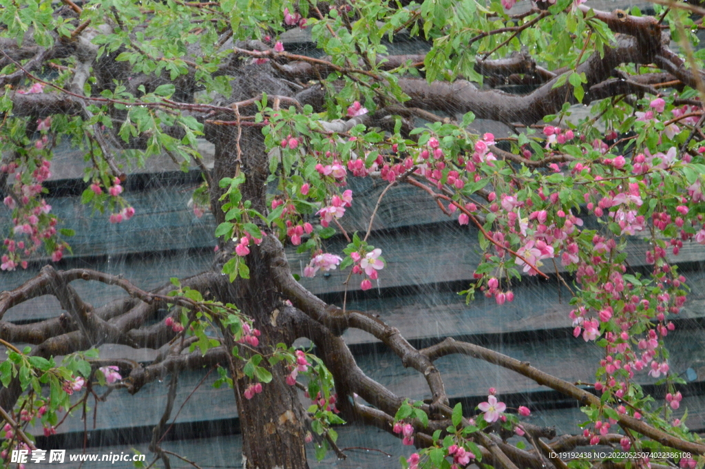 垂丝海棠花 