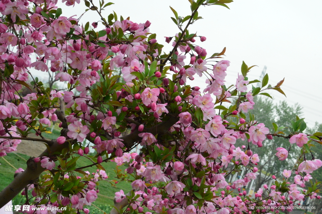 垂丝海棠花 