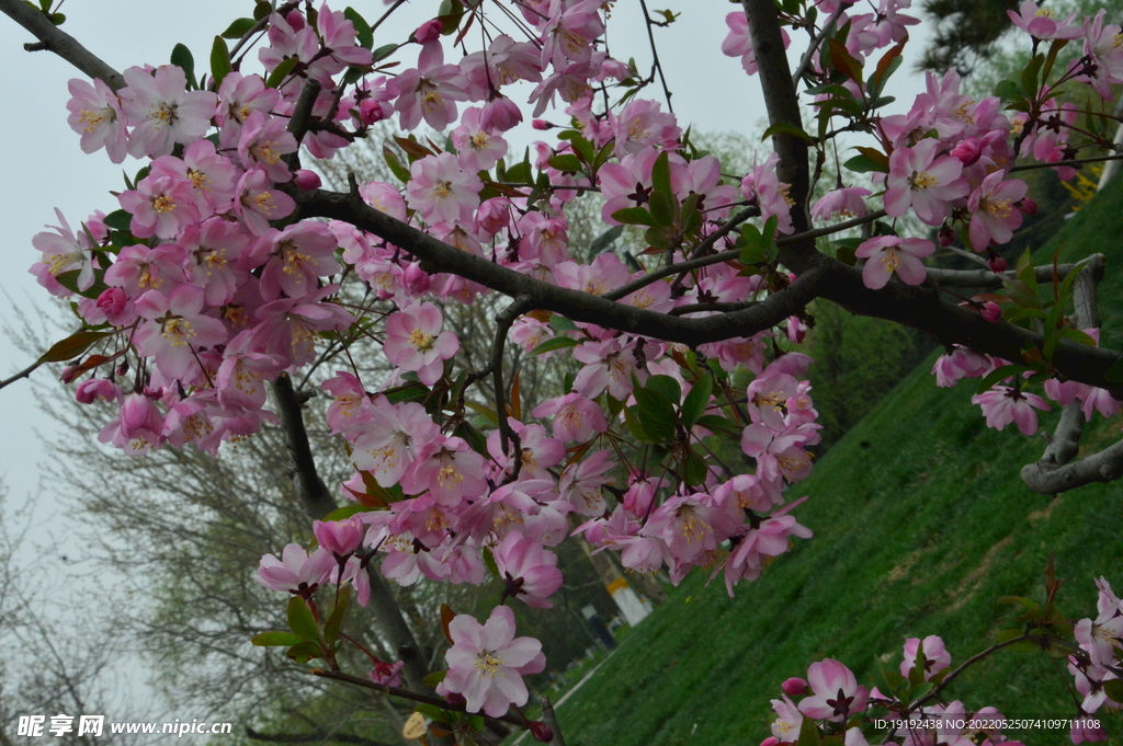 垂丝海棠花